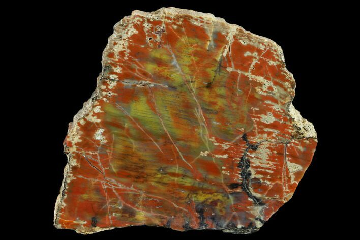 Colorful Petrified Wood (Araucarioxylon) Slab - Arizona #132213